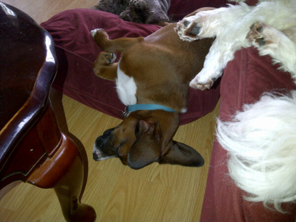 telmann721's tweet photo. @JeriLRyan here is our cute boy. We rescued him. Can you believe no one wanted him? http://t.co/RDQ8QKZn