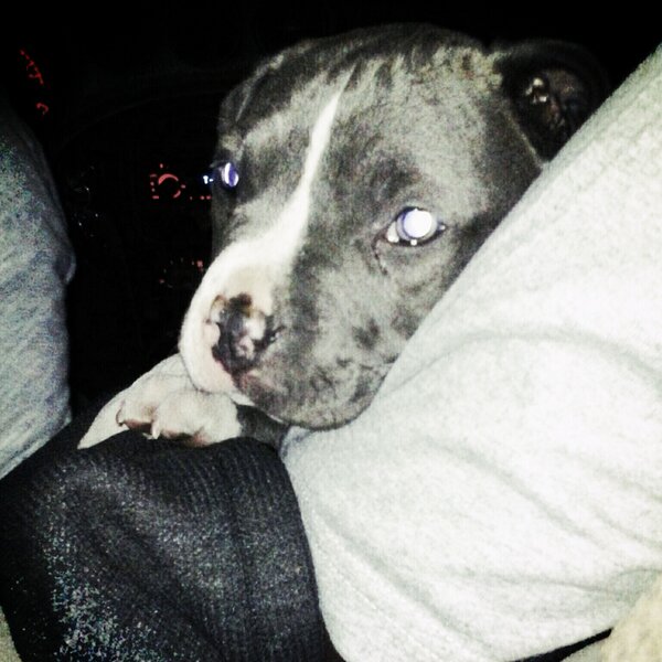 avoidbums's tweet image. #cash "its ah doggy dog world (: