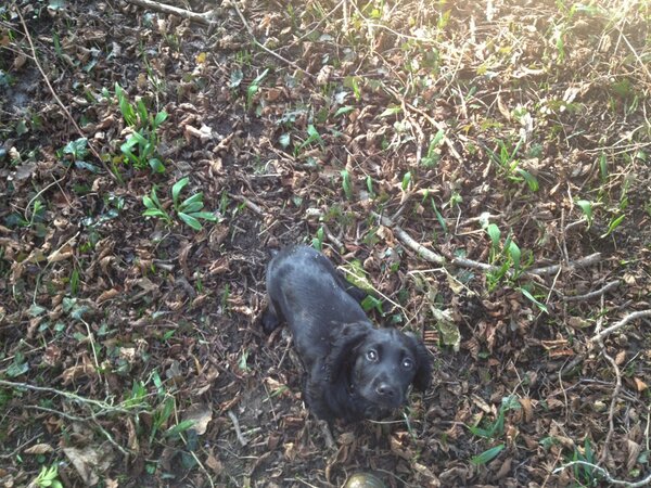 BlkSwanOldstead's tweet photo. Very first shoots of wild garlic. On a beautiful frosty morning in Oldstead! #cookingwithnature http://t.co/8zEqbQFN