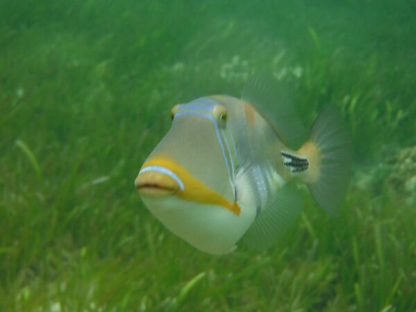 Beckywardy's tweet photo. Could have stayed out on the reef all day. It's like another world out there! #BreathTaking http://t.co/L1Fp9nlb