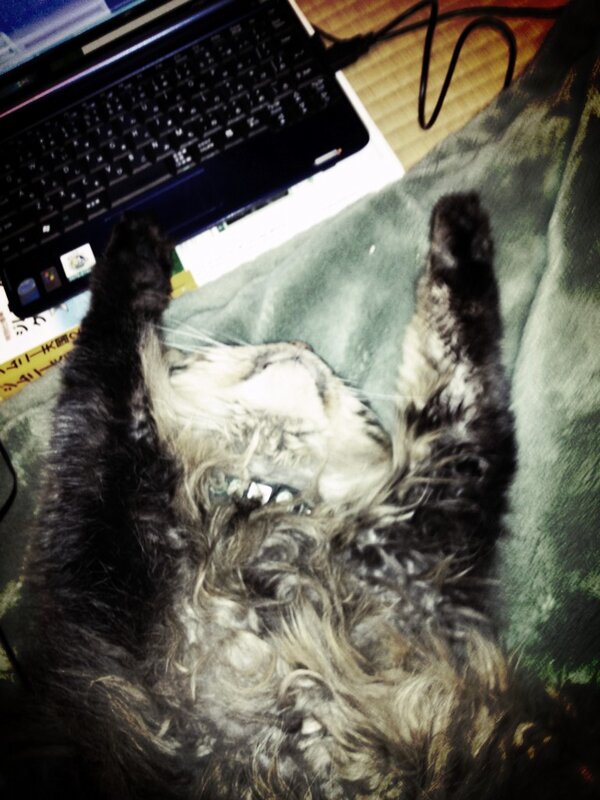 mt14cat tweet picture