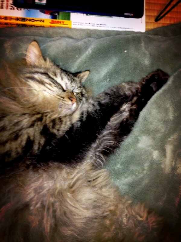 mt14cat tweet picture