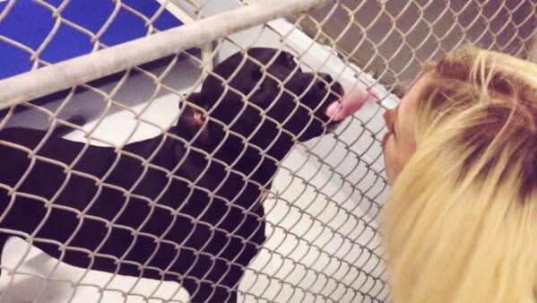 existenciala's tweet image. RT @PascoUrgentDogs: Brody is in urgent need of rescue of adoption commitment #TampaBay #PascoFL #Urgent  #AdoptableDog