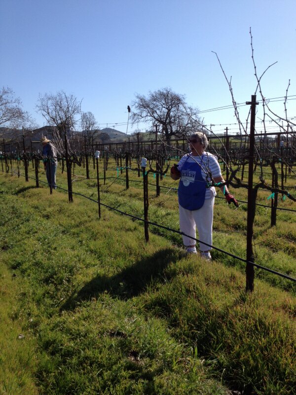 Vvineyard tweet picture