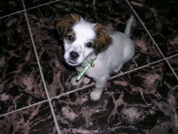 paulalorite's tweet photo. @maydagfrancis te #gustan las mascotas . http://t.co/Oq5sG3Wp
