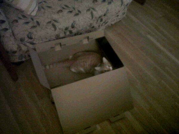 GatoPequemiau's tweet photo. Me encanta mi nuevo juguete :3 http://t.co/4aLswbS1