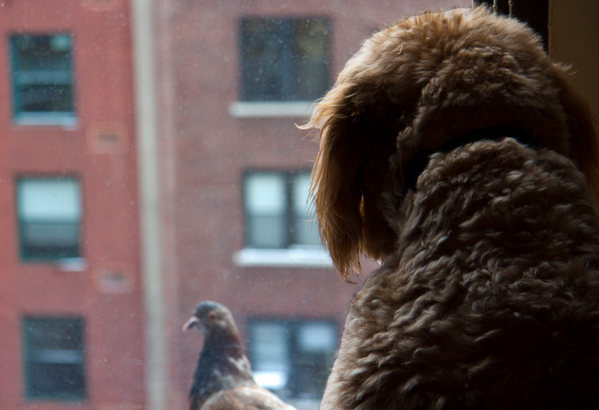HuffPost's tweet photo. All he wants is a friend... #huffpostaww http://t.co/orGoqK73