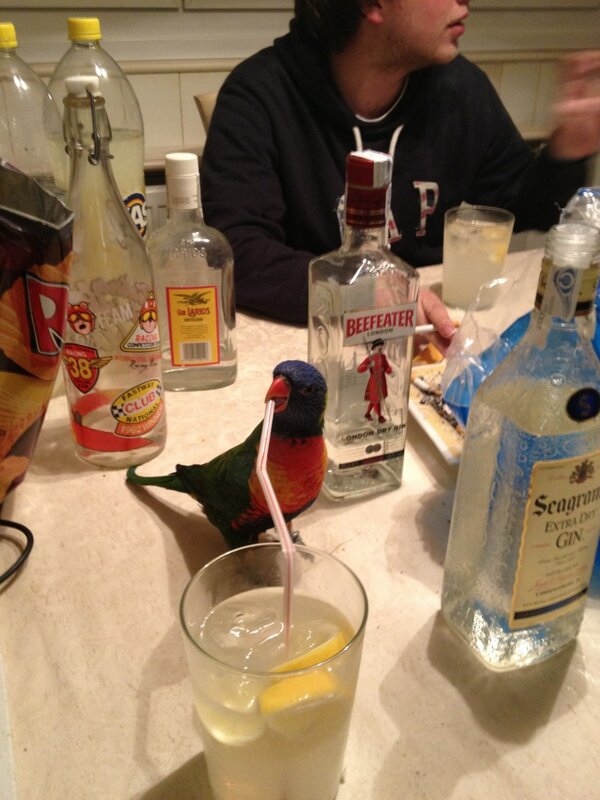 cjzarza's tweet photo. Lola tambien quiere fiesta!!! @martiuss24  @borja_brunet http://t.co/VSgcOcSL