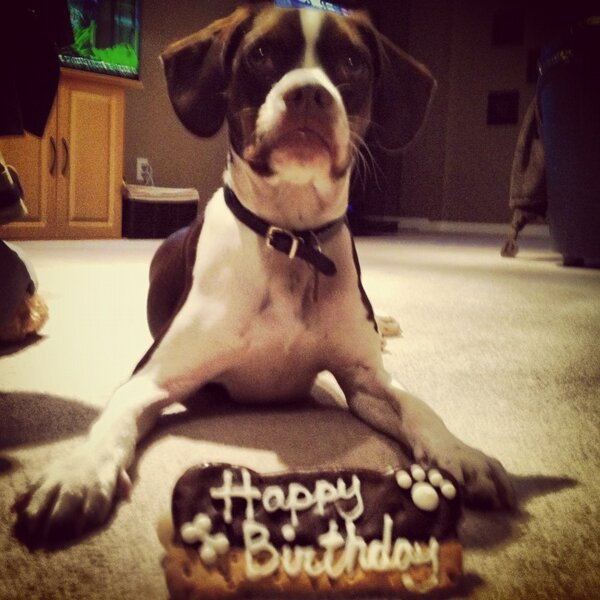ciarapach's tweet image. Happy Birthday to our fur baby : ) 1 year already!