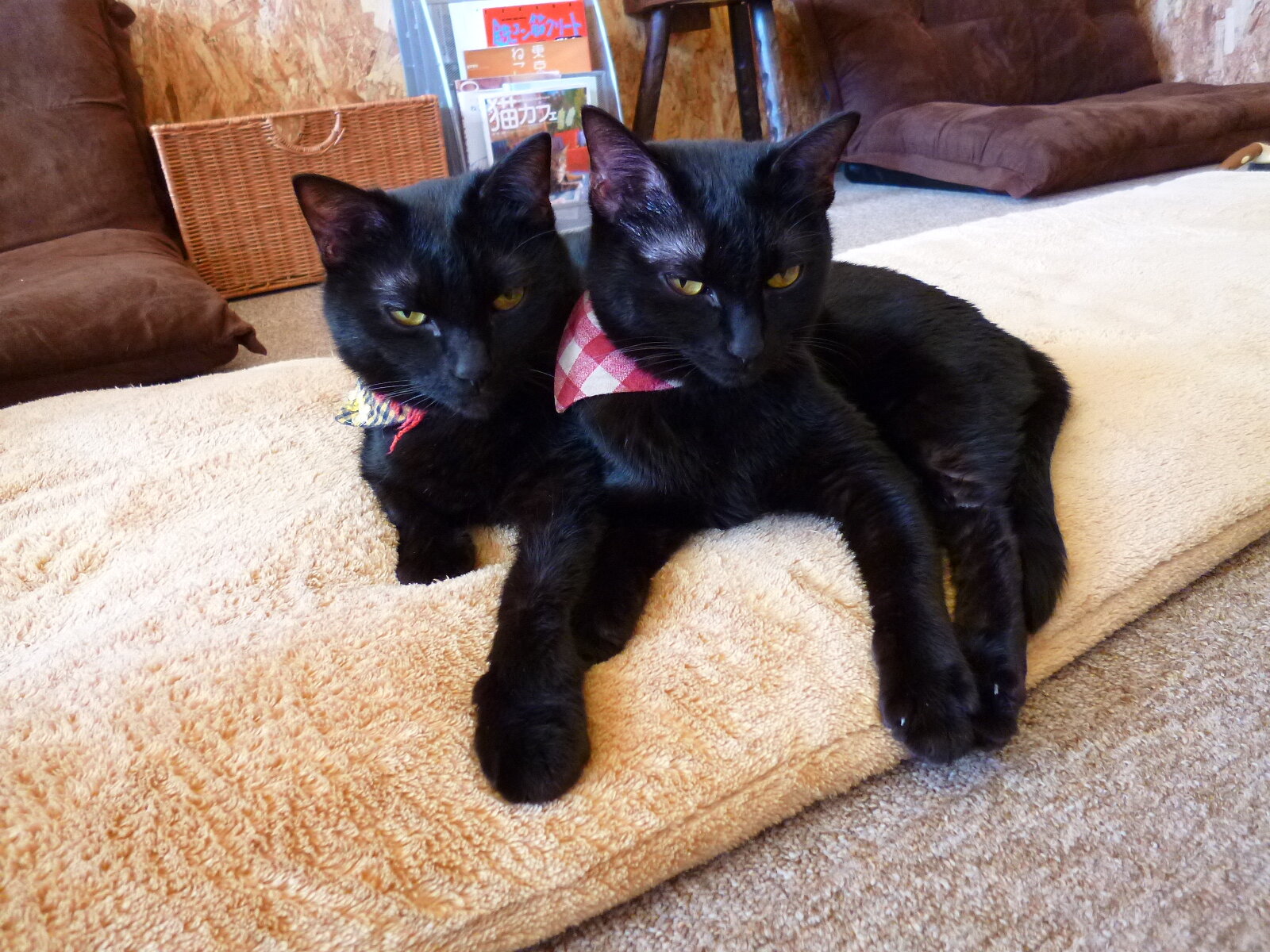 家猫にゃんだらけ 枚方市樟葉の猫カフェにゃんだらけです 今日の黒猫たち 皆様のご来店お待ちしております Http T Co Wjrbdqzz 家猫にゃんだらけ 枚方市樟葉の猫カフェにゃんだらけです 今日の黒猫たち 皆様のご来店お待ちしております Http T Co Wjrbdqzz