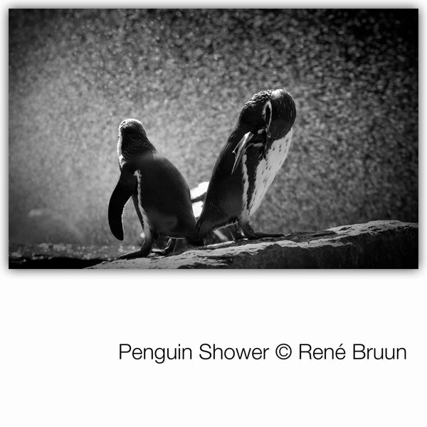 BruunPhoto's tweet photo. Penguins http://t.co/4VZvJsHt