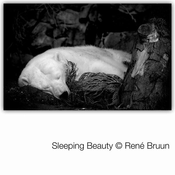BruunPhoto's tweet photo. Polar Bear http://t.co/9JIwXLuq