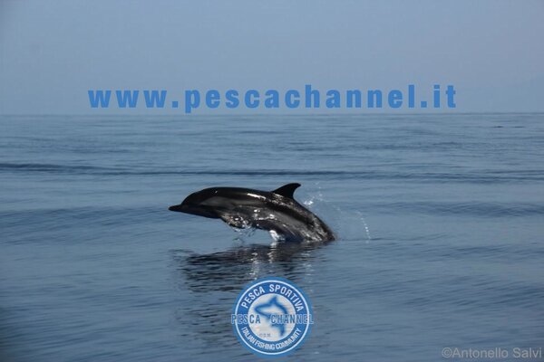 PescaChannel's tweet image. 