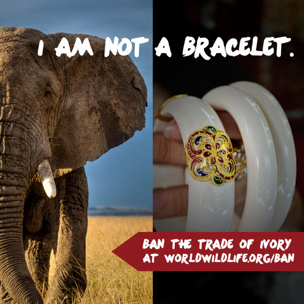LeoDiCaprio's tweet image. It's time to end the illegal trade of ivory &amp;amp; save the wild elephants. #handsoffmyparts
