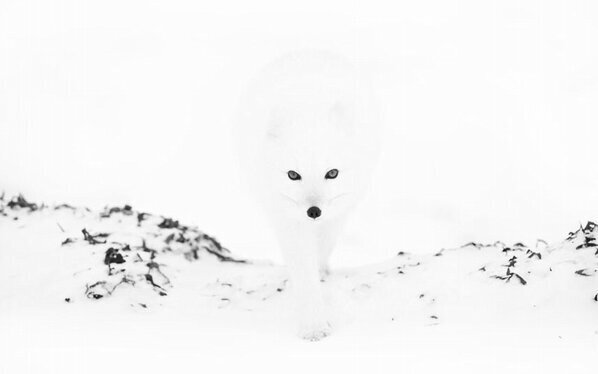 NaturPictures's tweet photo. Zorro ártico emerge de la niebla. http://t.co/BYemJ1OE
