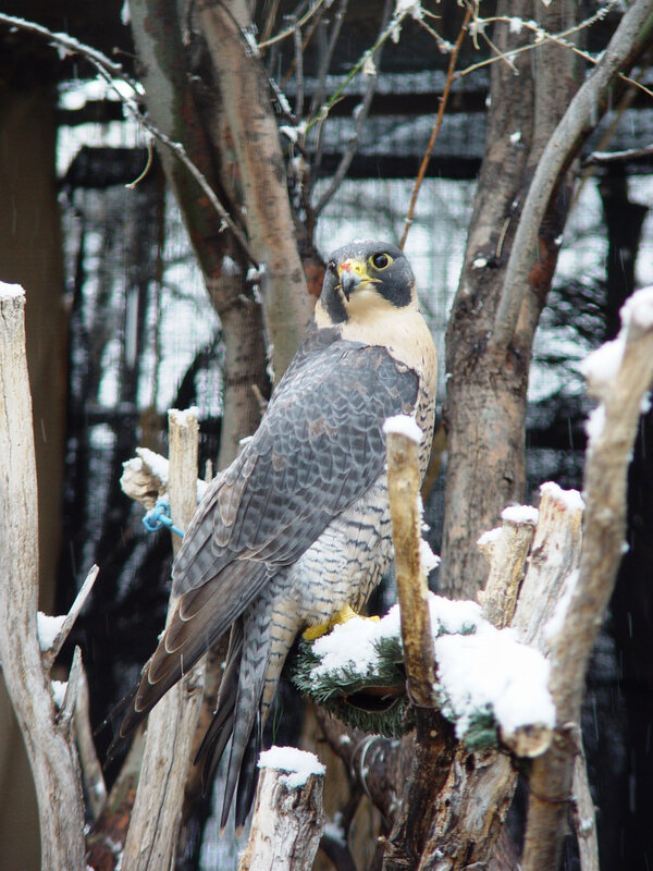 TucsonWildlife's tweet photo. @StarNet A Peregrine Falcon at the Tucson Wildlife Center tries to stay warm in this unusual weather!  #TucsonSnow http://t.co/bXxGfZN8