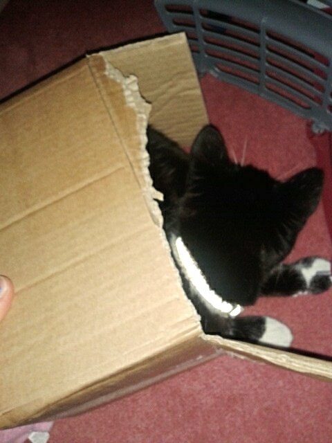 Cat in a box... #domino #cats #kittensareawesome