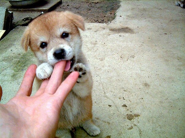 신천지, 성경에서 말하는 개와 돼지는 무엇일까요???  blog.cyworld.com/love_gift/8887…