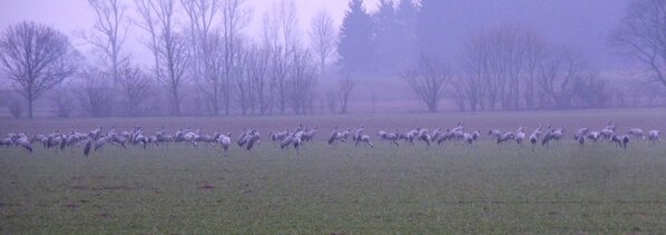 NABUBonn's tweet photo. Die Vögel des Glücks ziehen wieder - wer hat dieses Jahr schon Kraniche gesehen? http://t.co/rT0p4QdT http://t.co/98jtVulu