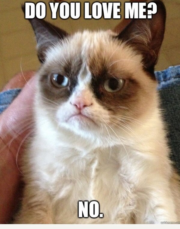 ColleenEJohnson's tweet image. Grumpy Cat's take on @FiddlerOnTour