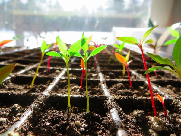 LongShadowFarm's tweet image. Seedlings are up at Long Shadow Farm!!