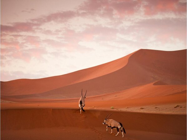 NaturPictures's tweet photo. Orix en Namibia. http://t.co/suu2fTfWwE