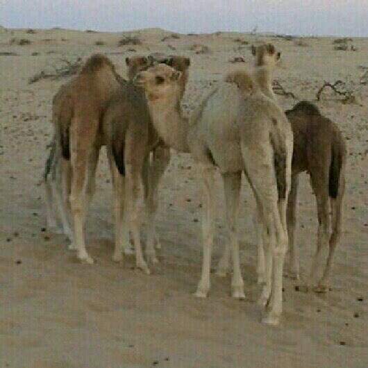 ae_fik tweet picture