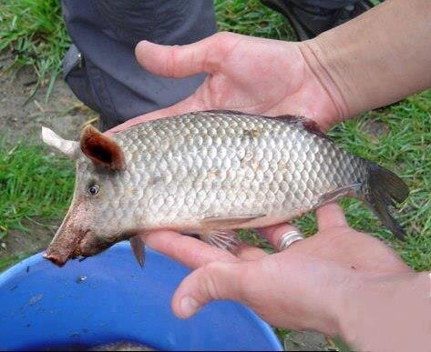 CharlesHBernard's tweet photo. Bientôt disponible chez #Findus ! ahahahah http://t.co/NYnoqYusoj