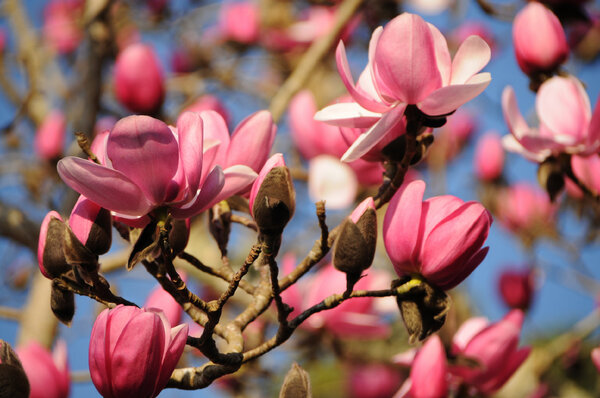 Our #Magnolia tree now in full flower, earlier in #Cornwall than #Darjeeling! Image requests > press@tregothnan.co.uk