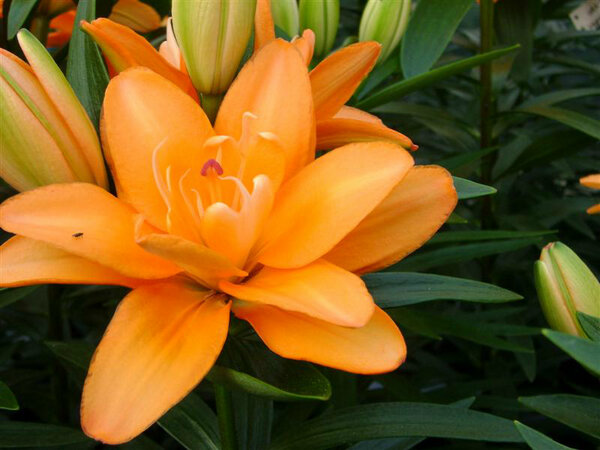 Wetering Potlilium tweet media