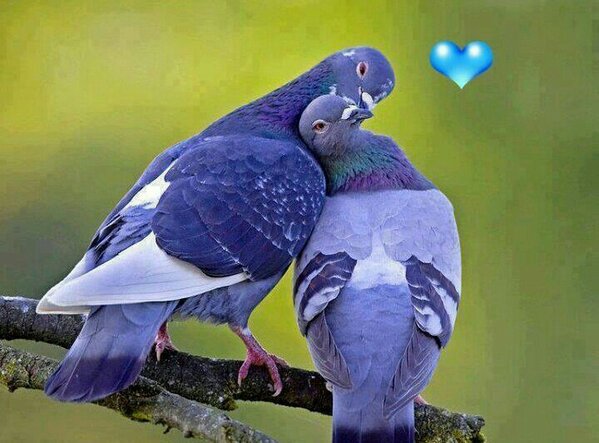 gmail_np's tweet image. Svidza mi se slika prelepa