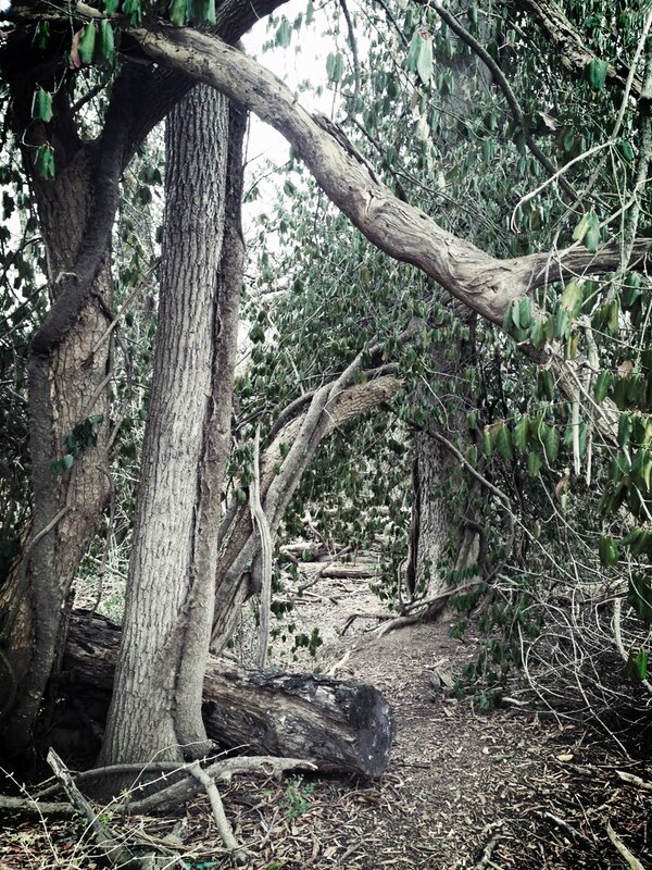 shannonleightk's tweet image. A hidden gem from my walk with Walter this morning. #filter #enchantedforrest