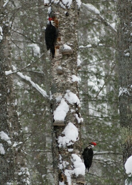 The birds are surviving the snow.