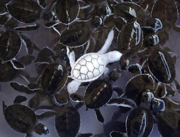 EarthPicz's tweet photo. Baby albino sea turtle with its brothers &amp; sisters! http://t.co/1pHEF3jFuO