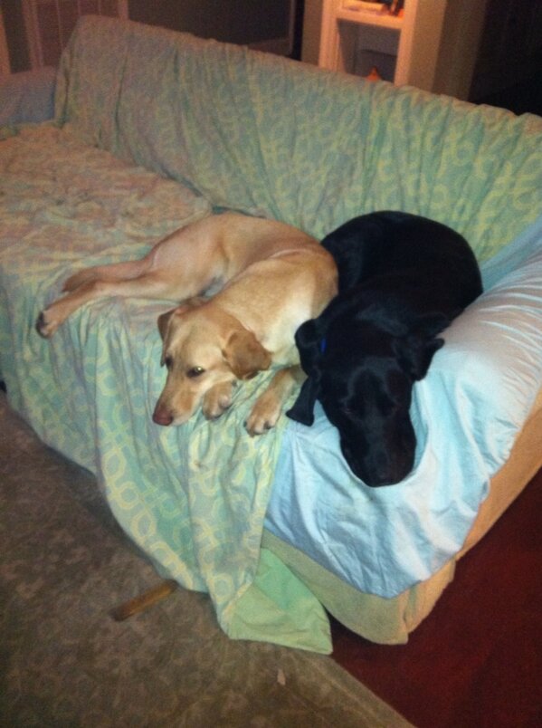 debfrederic's tweet image. Sam and Bo have played hard today.... Ready for bed.