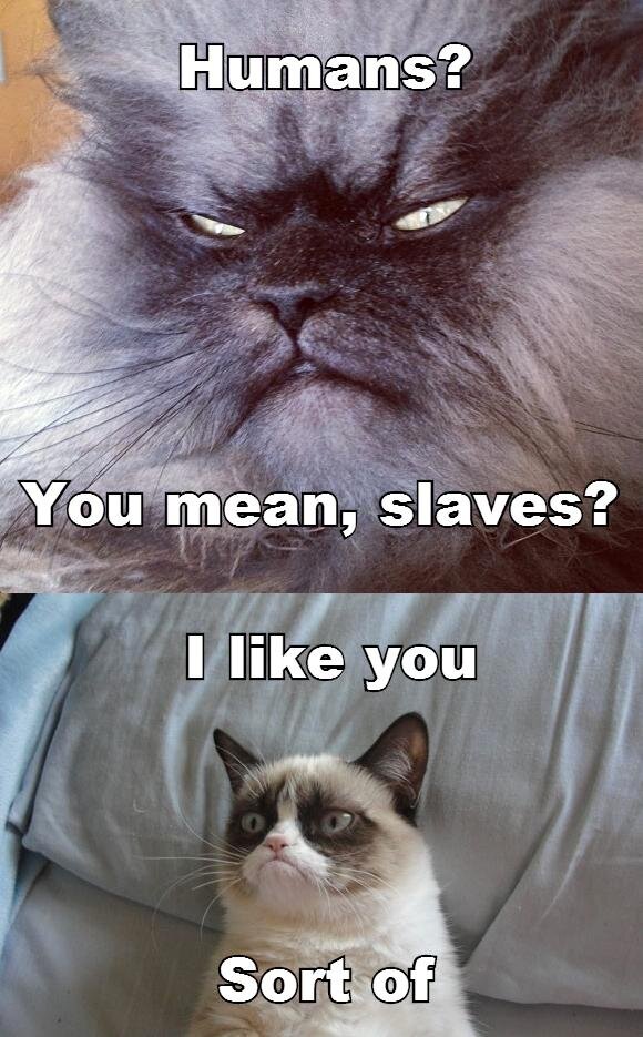 Grumpy Cat on Twitter: Grumpy Cat on Twitter: