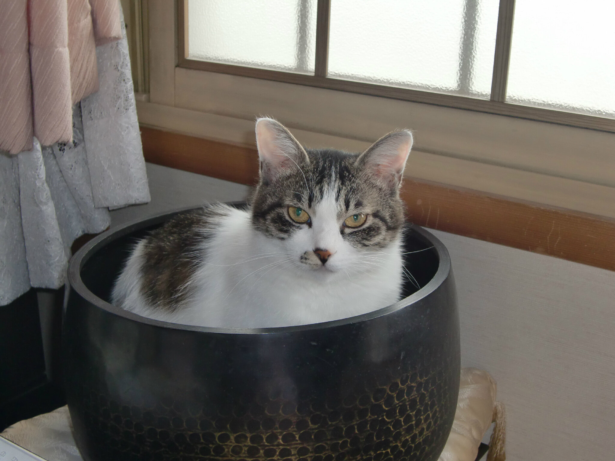 おもしろ可愛いネコたち 画像 Pononochan Twitter