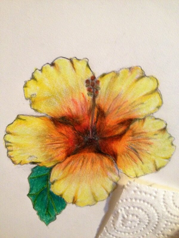 orange hibiscus flower drawing