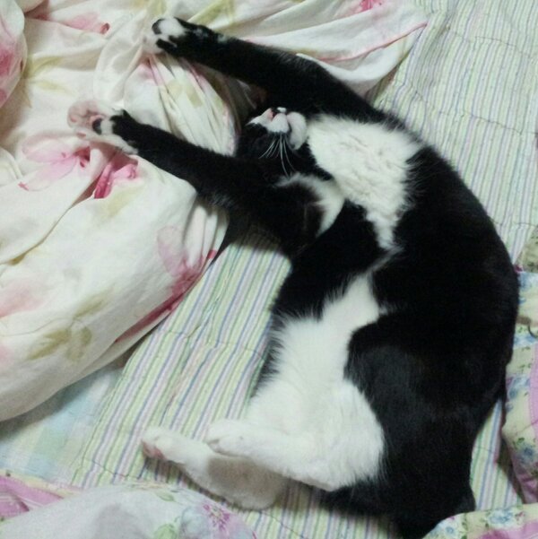 얘는 무슨꿈을 꾸고 있는걸까?