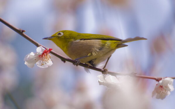 птицы весной. первые весенние птицы. образ матери в изо. птицы весной. птица рада весне.