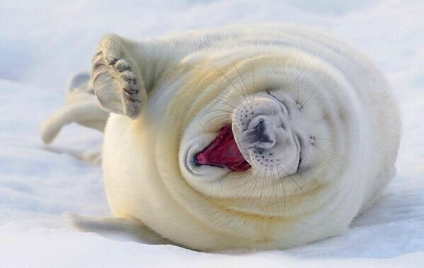 NaturPictures's tweet photo. Felicidad no es hacer lo que uno quiere sino querer lo que uno hace. http://t.co/iYQKrYXucK