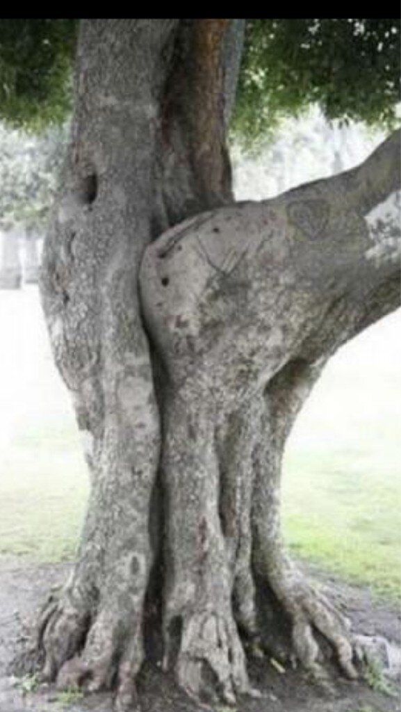 This is what Kev sees when he looks at a tree...