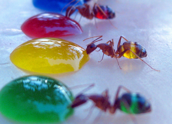planetposts's tweet photo. Colored Ants. http://t.co/8YdLhdlFqj