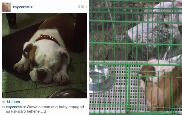 angeLmichSG's tweet image. #SameBreed #EnglishBulldog :)