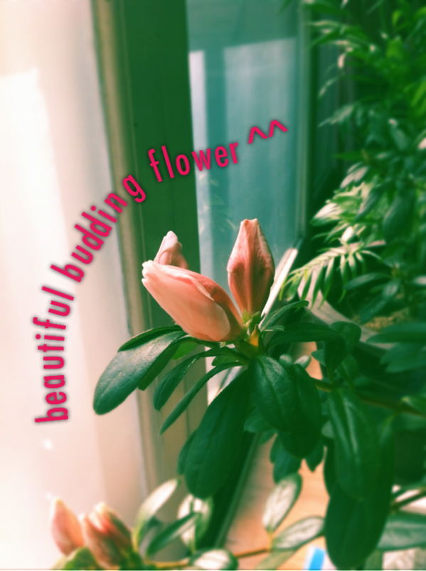 dejaskywalker's tweet photo. Beautiful budding flower - By @Pathon - http://t.co/iAzsmnYbSR