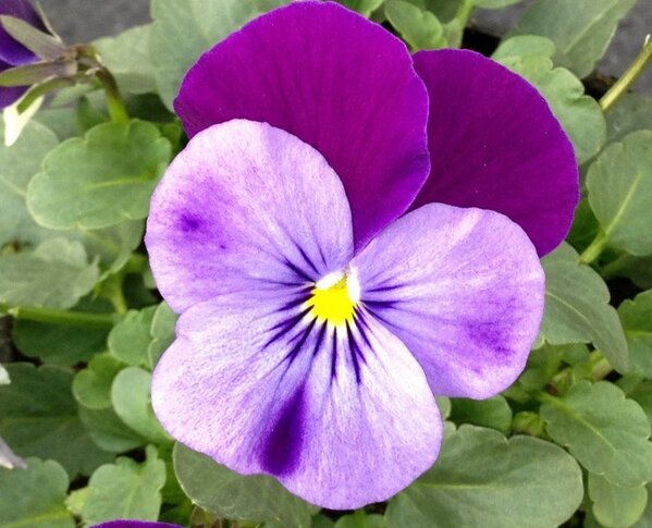 AlexDuindam's tweet image. Graag jullie menig over dit kleurtje Viola cornuta. Welke heeft de voorkeur? De 1e of 2e foto? #viola #cornuta