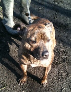 Meet Robbie! More details on our website roystonanimalwelfare.org/rescue #raw