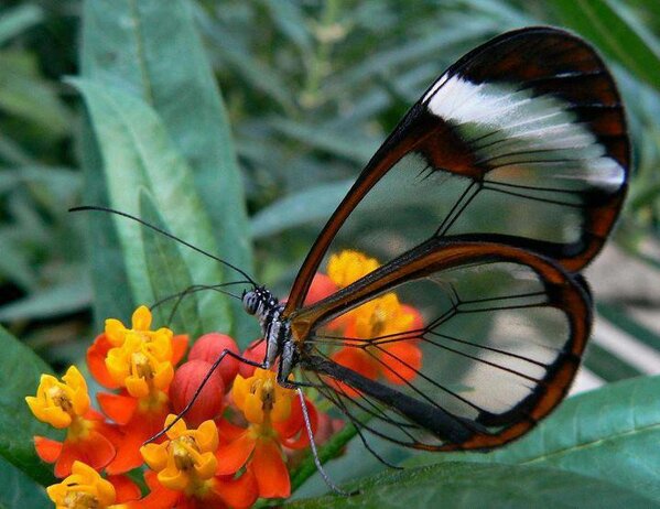 NaturPictures's tweet photo. Greta oto. Comúnmente llamada «mariposa de cristal». http://t.co/Mg0hwdJ1LY