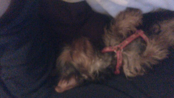 roo_loro's tweet photo. Bed time!!! http://t.co/ZCYEn85E1G