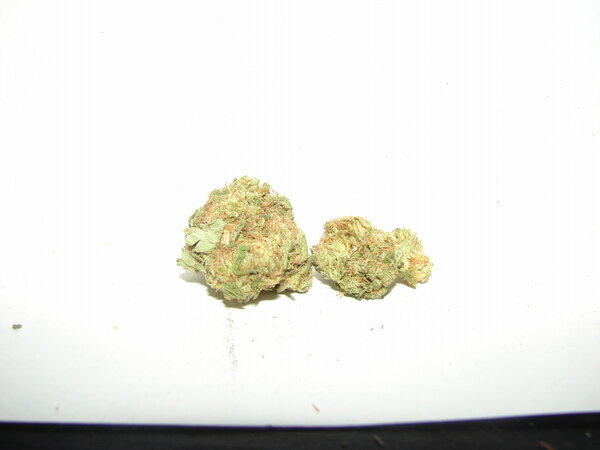 FortWorthWeed's tweet photo. #cannabis Unknown strain good looking shit A-(smells like cheese) http://t.co/5RiVCgyxbv